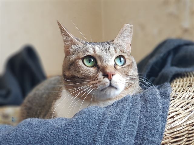 야산에서 구조된 고양이 그린이가 카라의 입양센터에서 휴식을 취하고 있다. 활동가들은 눈이 초록색이라 그린이라는 이름을 지어주었다. 카라 제공