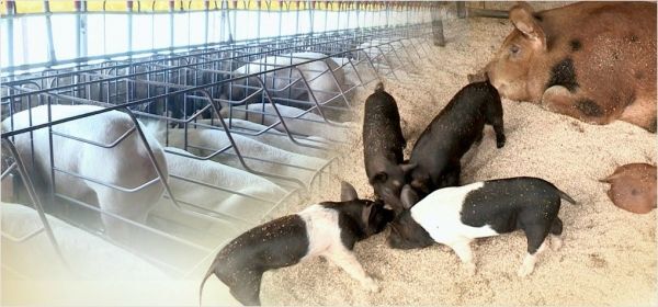 아프리카돼지열병(ASF) 발병 우려로 앞으로 농림축산식품부 장관의 요청이 있을 경우 남은 음식물을 돼지에게 주는 것이 금지된다. [사진=연합뉴스]