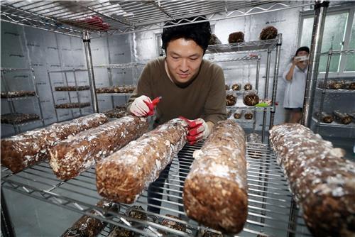 빈집 농장에서 버섯 재배하는 청년들 [연합뉴스 자료사진]