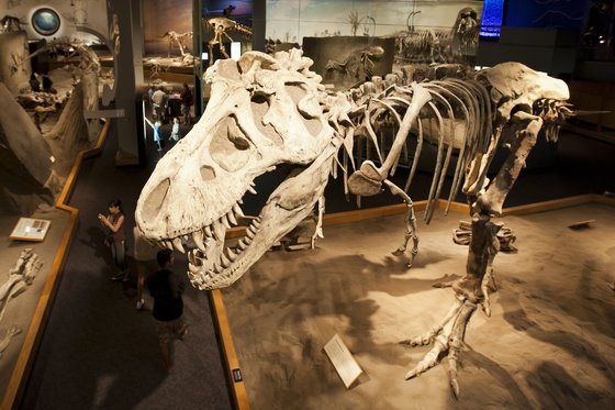 로얄 티렐 박물관에는 거대한 육식 공룡인 티라노사우루스 등 온갖 공룡의 화석이 온전한 모습으로 전시돼 있다. [사진 캐나다관광청]
