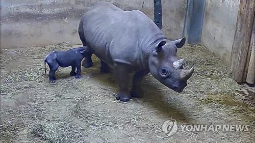 미국 시카고 링컨 파크 동물원의 동아프리카 검정 코뿔소 카푸키와 새로 태어난 아기 코뿔소 [AP=연합뉴스]