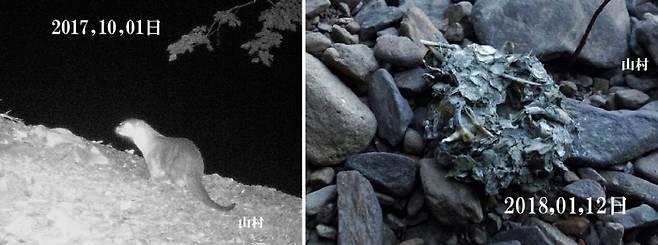 2017년 10월1일 일본 쓰시마에서 무인카메라에 포착된 수달의 모습(왼쪽 사진)과 2018년 1월12일 쓰시마에서 발견된 수달의 배설물.    NPO법인 쓰시마 삵을 지키는 모임 홈페이지