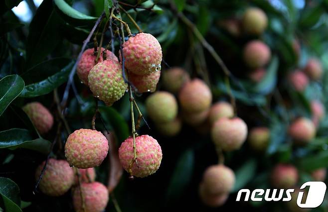 리치 © AFP=뉴스1