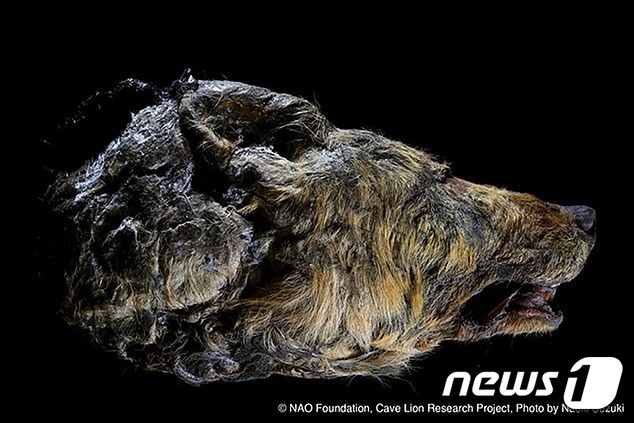시베리아 동토층서 나온 4만년전 늑대 머리 (시베리아 타임스) © 뉴스1