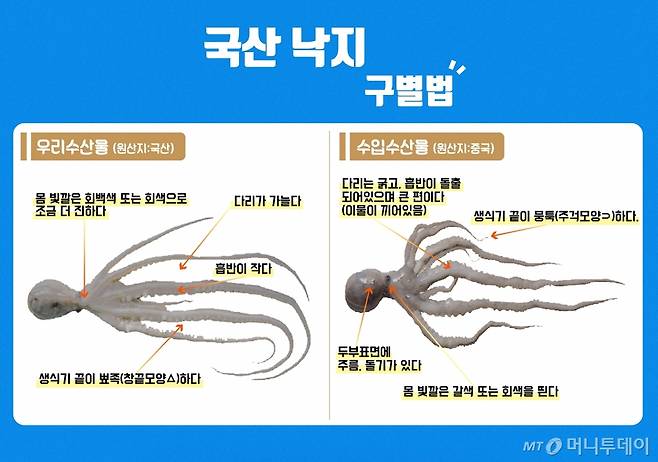 국산 낙지 구별법/사진=유연수디자이너