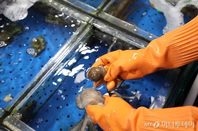 (좌)수입낙지 (우)국산낙지 /사진=함혜강에디터