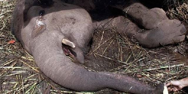 동물원에 수의사가 없어서 방치되다 죽은 인도네시아 반둥 동물원의 코끼리. 현지 매체 캡처