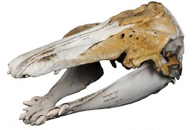 하이브리드 고래의 두개골