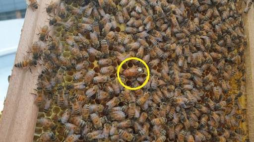 안재현(18)군이 여왕벌(노란 동그라미)에 대해 설명하고 있다.