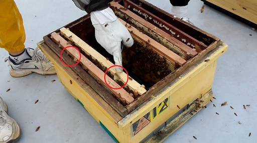 김병관(16)군이 '헛집(빨간 동그라미)'을 설명하고 있다. 헛집은 빈 공간을 채우려는 벌들의 습성으로 인해 소비판(벌집 틀) 사이에 지은 집을 말한다.