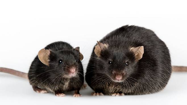 - 마른 생쥐가 달고 기름진 음식을 섭취해 비만한 쥐가 되면 먹이를 먹는 것을 조절하는 뇌와 신경세포가 변화돼 과식을 억제하지 못하게 된다. 결국 단 음식과 비만은 끊임없는 악순환을 불러일으킨다는 연구결과가 나왔다.사이언스 제공