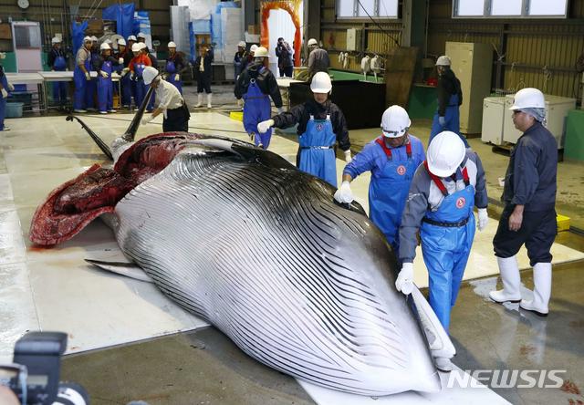 【구시로(홋카이도)=교도·AP/뉴시스】일본 홋카이도(北海道) 구시로(釧路)항구에서 지난 1일 포획된 밍크고래를 관계자들이 살펴보고 있다. 일본은 이날 31년 만에 상업 포경을 재개했다. 2019.07.02.