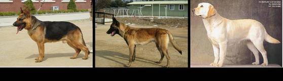 왼쪽부터 셰퍼드, 말리노이즈, 리트리버