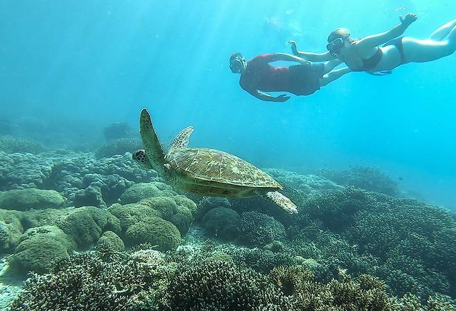 코모도 국립공원 바다에는 거북이 많이 산다. 스노클링, 스쿠버다이빙을 하며 여러 차례 만났다. 최승표 기자