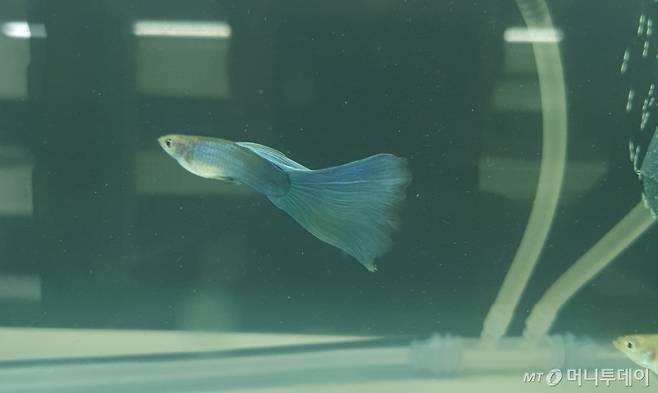 구피 품평회에서 전체 1위를 차지한 '모스코 그린델타' 구피 /사진=정현수 기자