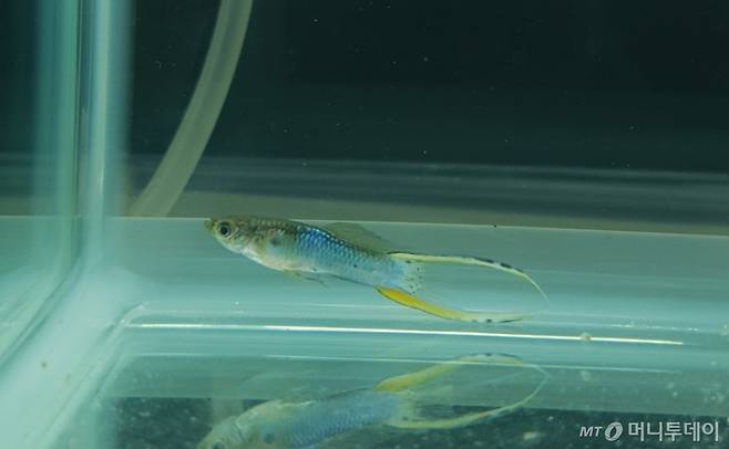 아쿠아마린 더블소드 구피 /사진=정현수 기자