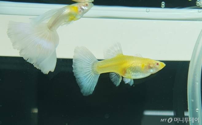 알비노 블루토파즈 구피 /사진=정현수 기자