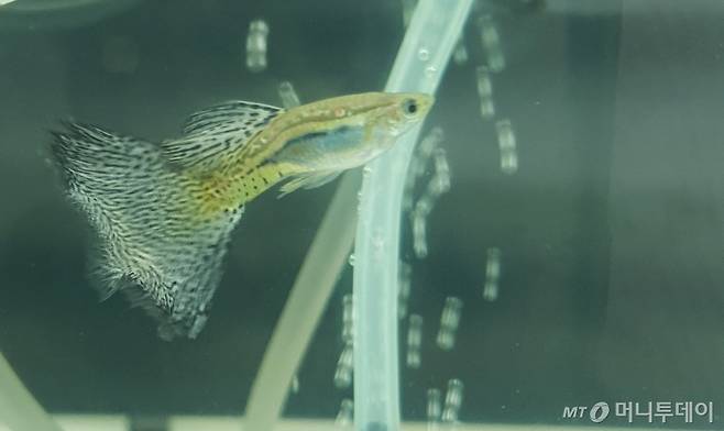 퍼플 그라스 구피 /사진=정현수 기자