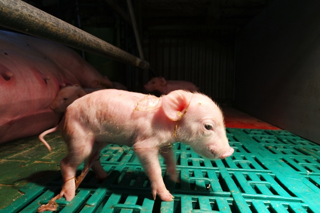 돼지농장의 갓 태어난 새끼 돼지. 배 아래 탯줄이 보인다. 한승태 제공