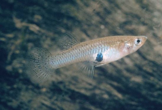 수컷 물고기로부터 살아남기 위해 진화해 수컷보다 지능이 높은 모기물고기의 모습. [사진=유튜브 화면캡처]