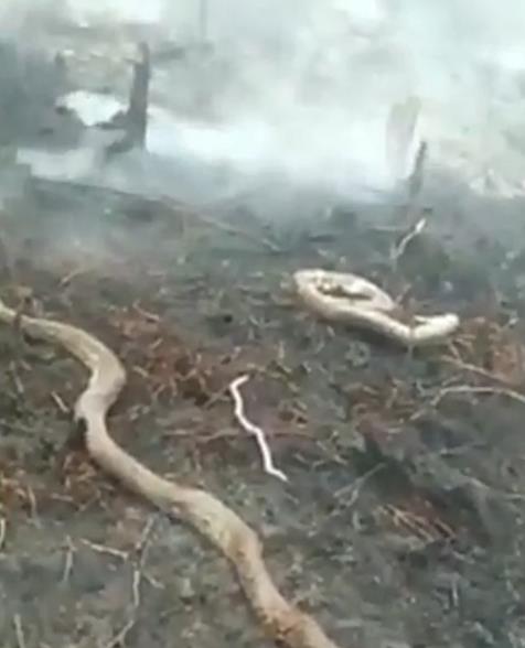 인니 산불 현장서 발견된 대형 뱀 사체 [makassar_iinfo 인스타그램]
