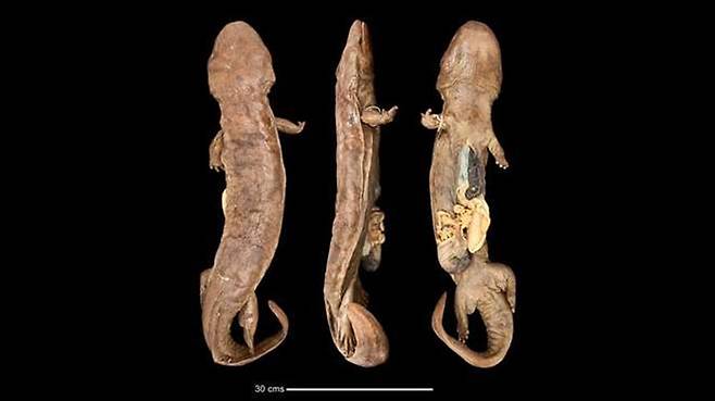 영국 자연사박물관이 70여년간 보존한 중국장수도롱뇽 표본.