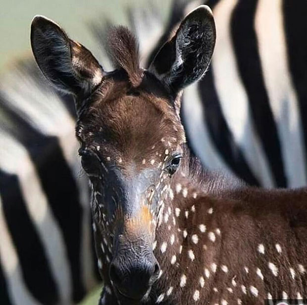 사진=케냐 마사이 마라 국립 야생동물 보호구역