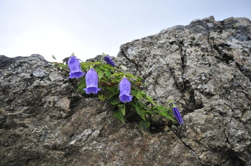 설악산 대청봉 바위틈의 금강초롱꽃은 광복절 즈음에 핀다