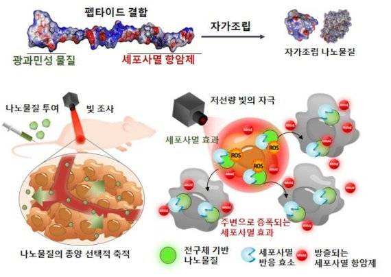 전구체 개발 기술과 나노기술을 이용해 종양에 항암제가 축적되고 빛에 의해 활성화돼 강력한 항암효능을 나타낸다. 한국과학기술연구원 제공