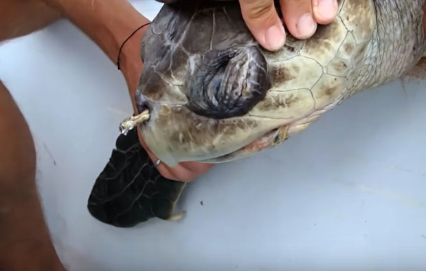 지난해 코스타리카 연안에서 코에 빨대가 꽂힌 채 발견된 바다거북