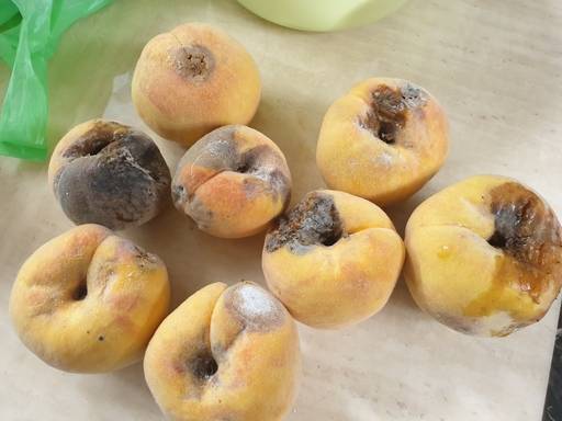 글쓴이가 직접 사진 찍어 올린 복숭아. 네이트판 페이지 갈무리