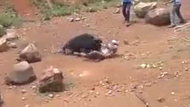 지난해 인도 오디샤에서는 야생곰과 셀카를 찍던 남성이 곰의 공격을 받아 부상을 입은 바 있다.