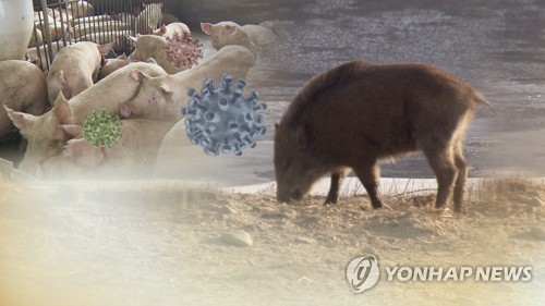 경기 연천·강원 철원 멧돼지 폐사체서 돼지열병 바이러스 (CG) [연합뉴스TV 제공]