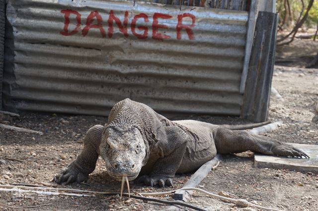 인도네시아 코모도국립공원에 서식하는 코모도왕도마뱀. 녀석들의 침 속엔 유독한 세균들이 많아 물리면 서서히 죽게 된다.