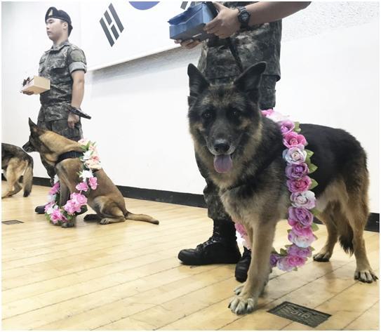 대한민국 국군 역사상 처음으로 지난 8월28일 강원 춘천시 육군 군견훈련소에서 열린 군견 은퇴식에서 은퇴견 3마리 중 1마리인 ‘단수’가 꽃목걸이를 걸고 밝은 표정을 짓고 있다. 동그람이 한송아
