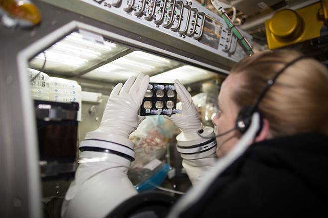 케이틀린 루빈스 우주비행사가 국제우주정거장(ISS)에 서 밀폐된 배양접시에 든 심근세포를 관찰하고 있다. 이 세포는 사람의 혈액세포를 역분화시켜 만든 줄기세포(hiPSC)를 심근세포로 분화시킨 것이다. NASA 제공