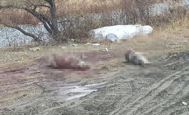 덤프트럭 적재함에서 떨어진 돼지 사체가 땅바닥에 나뒹굴고 있다. 전광준 기자