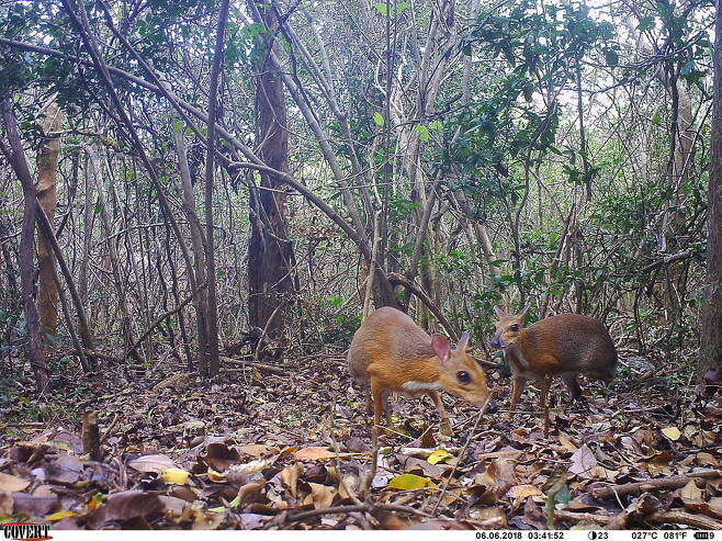 쥐 사슴은 단독 또는 쌍을 이뤄 낮 동안 숲 속에서 활동했다. 지구 야생동물 보전(GWC) 제공.