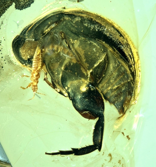 호박 속의  A.부르미티나를 확대한 장면 [난징 지질·고생물학연구소(NIGPAS) 제공]