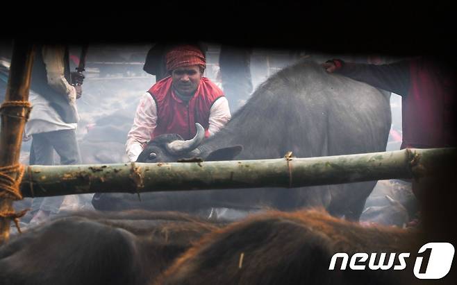 3일(현지시간) 네팔 남부 바이야푸르 가디마이 사원에서 열린 가디마이 축제에서 칼은 든 남성들이 물소를 붙잡고 있다. © AFP=뉴스1