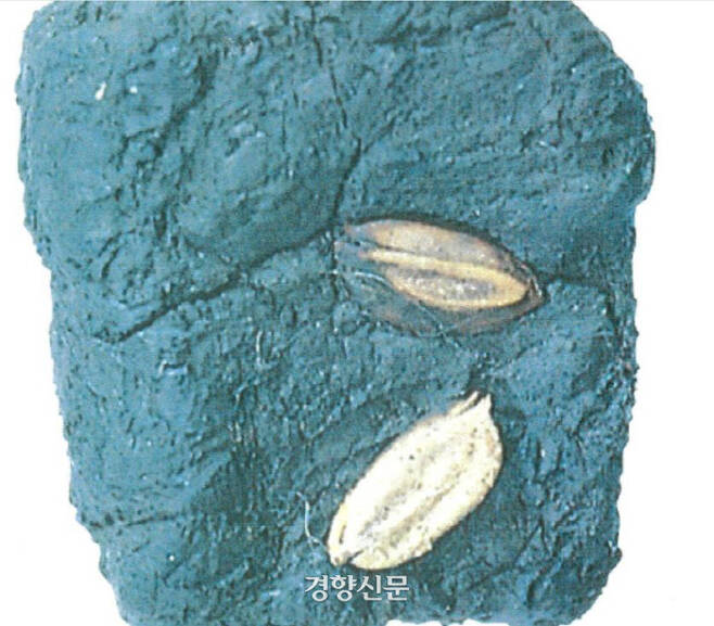 청주 소로리 2토탄층에서 확인된 볍씨. 연대는 대략 1만2000~1만5000년전으로 측정됐다. |한국선사문화연구원 제공