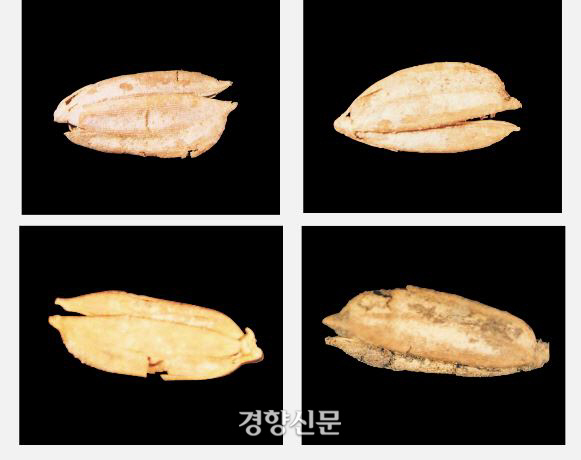 소로리에서 확인된 1만2000~1만5000년전의 벼. 국내외 4개기관의 연대측정 결과 같은 결과를 얻었다고 한다.|한국선사문화연구원 제공.