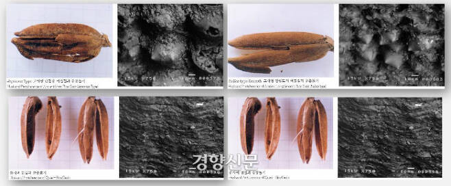 1만5000년전에도 이른바 자포니카형인 단립형 벼와 인디카형인 장립형 벼가 존재했다. |한국선사문화연구원 제공