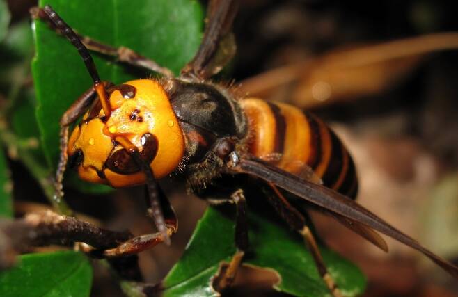 한국 등 동아시아 원산인 장수말벌은 저항 능력을 진화시키지 못한 서양 꿀벌에 치명적 피해를 입혀 국제적인 침입종으로 주목된다. 고이데 야스노리, 위키미디어 코먼스 제공.