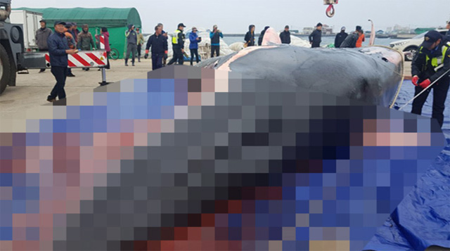 지난 22일 제주 비양도 북서쪽 약 40km 해상에서 죽은 채 발견된 13m 길이 참고래 사체. (사진 :제주해양경찰서)