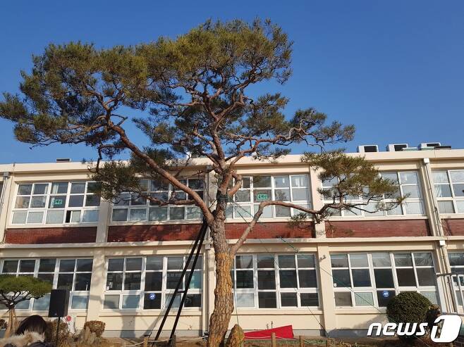 (옛) 지수초등학교와 부자소나무 © 뉴스1 조현기 기자