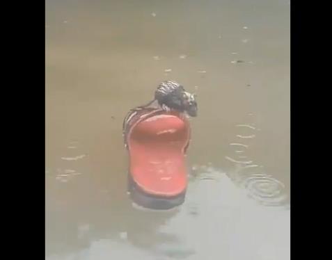 인도네시아 홍수에 쥐·바퀴벌레도 살겠다고 아등바등 [트위터 캡처]