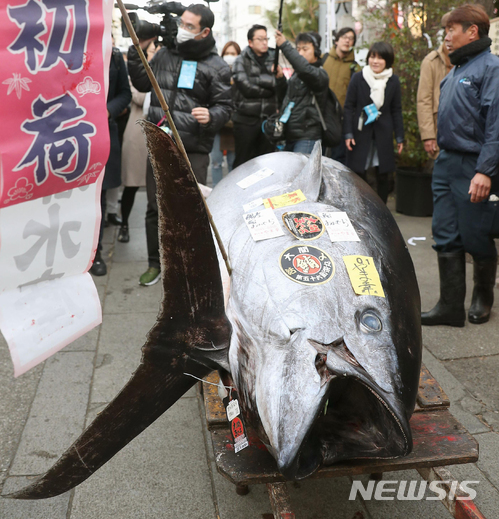 【도쿄=AP/뉴시스】일본 최대 수산물시장인 도쿄 쓰키지 수산시장에서 5일 405kg짜리 참다랑어가 선보이고 있다. 이 참다랑어는 이날 3650만엔(약3억 4326만원)에 낙찰됐다. 쓰키지시장은 오는 10월 다른 곳으로 이전할 예정이어서, 이 곳에서의 새해 경매는 이 날로 마지막이 됐다. 2018.1.5