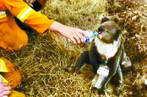 지난달 22일 사우스오스트레일리아주 애들레이드 인근 커들리 크릭에서 소방관들이 젖병에 담긴 물을 코알라에게 먹이고 있다. [AP=연합뉴스]