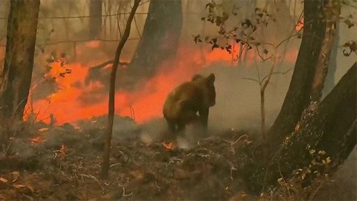 호주 북동부를 휩쓸고 있는 산불 속에서 불에 타서 도망가는 코알라의 모습이 공개됐다. 채널9가 지난해 11월 20일(현지시간) 공개한 영상. 유튜브 갈무리